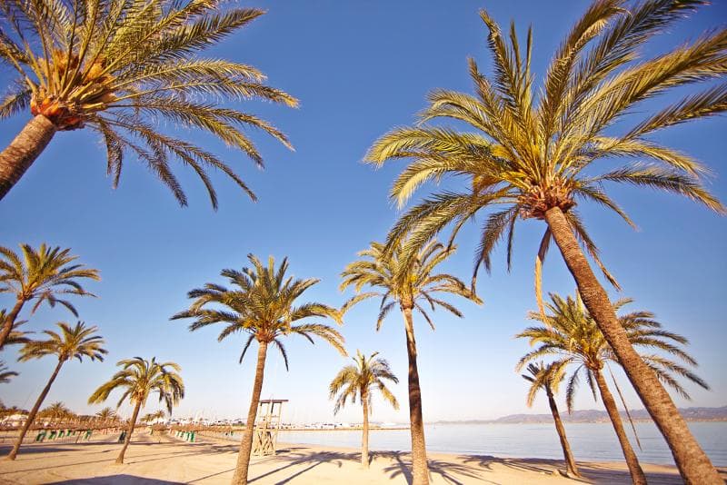 MLL Palma Bay Club Resort 3