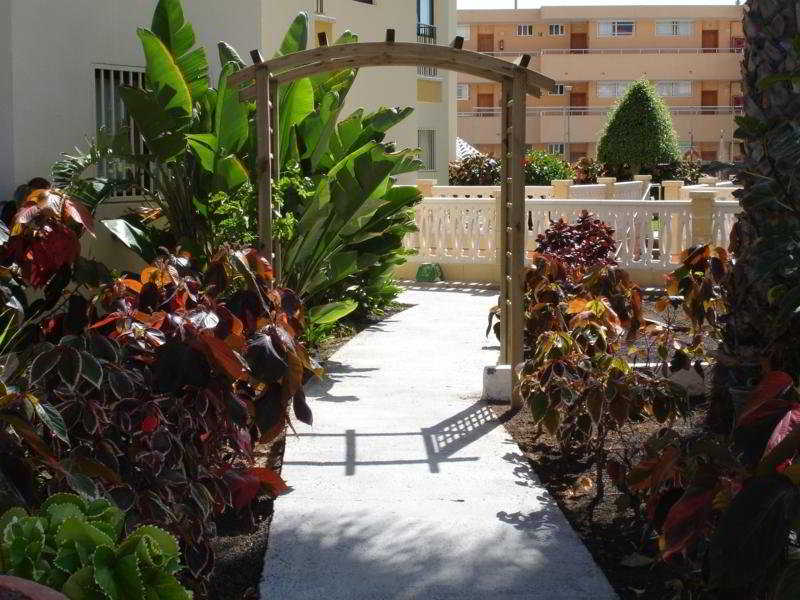 Los Ficus 2