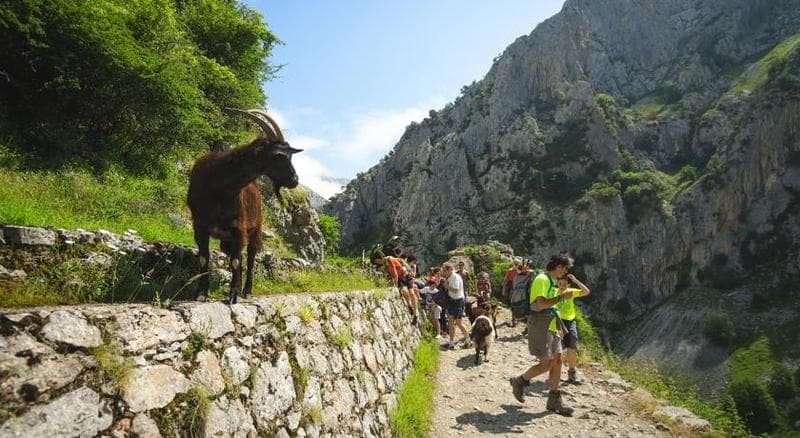 Arcea Mirador de Cabrales 4