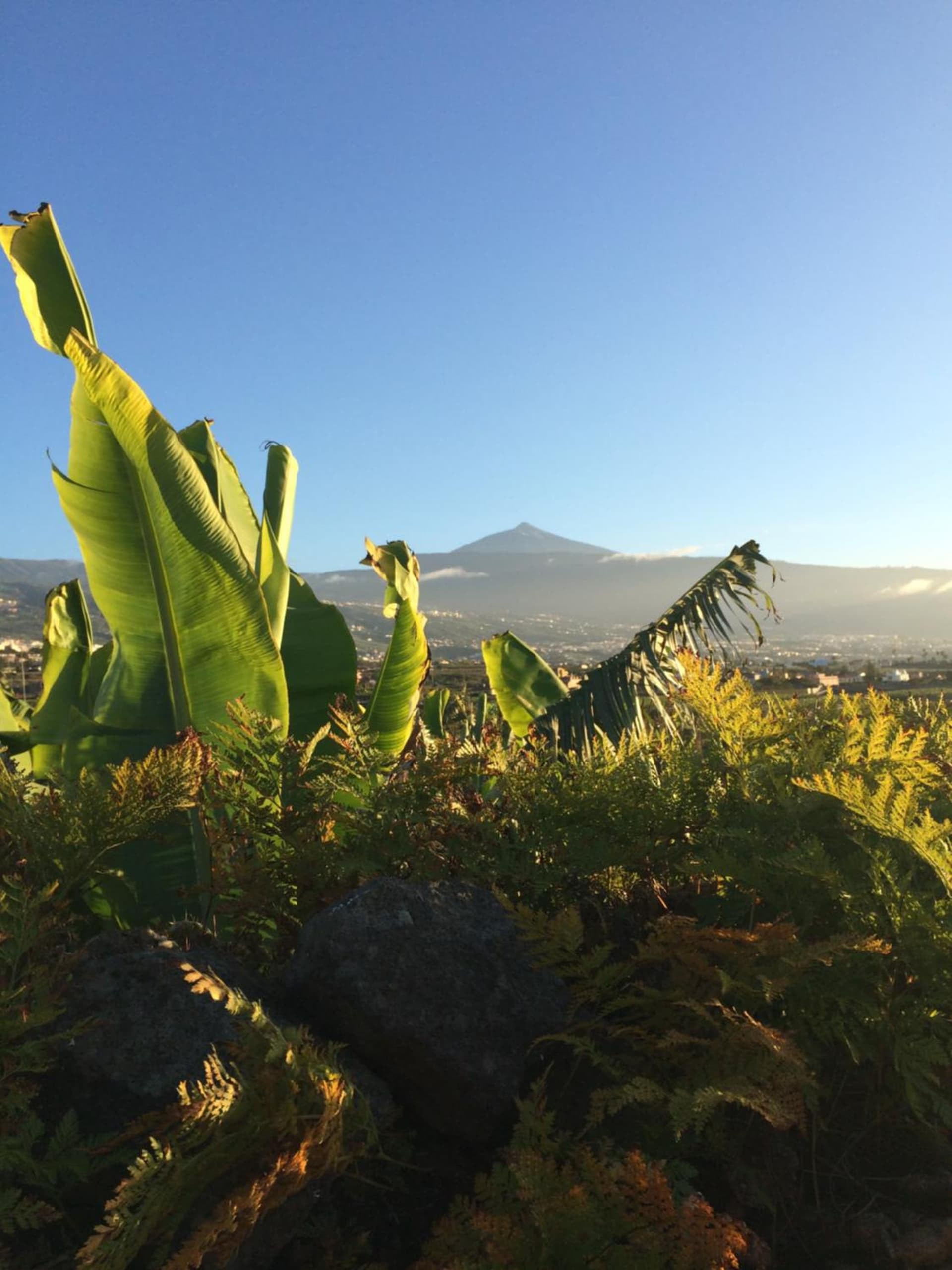 FINCA LA PLANTACIÓN _Agroturismo