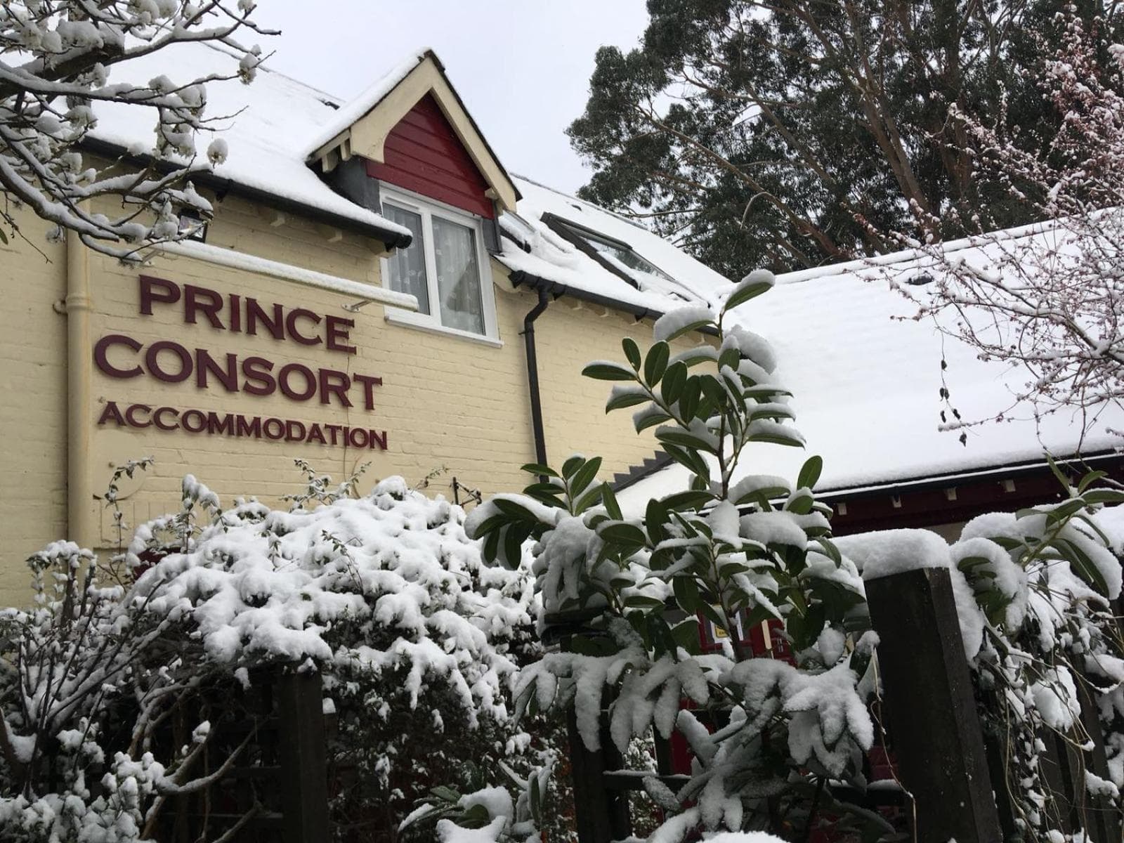 The Prince Consort