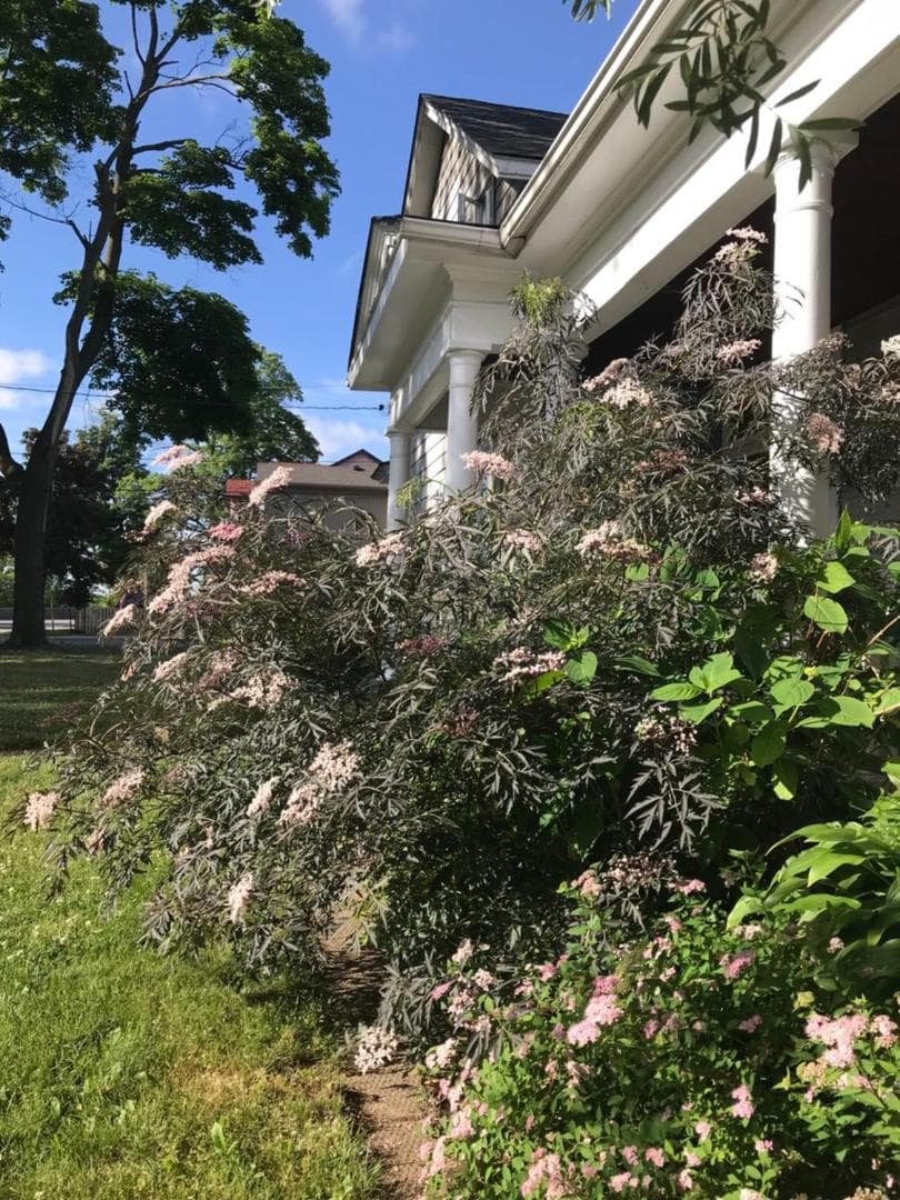 WHITE SWAN House