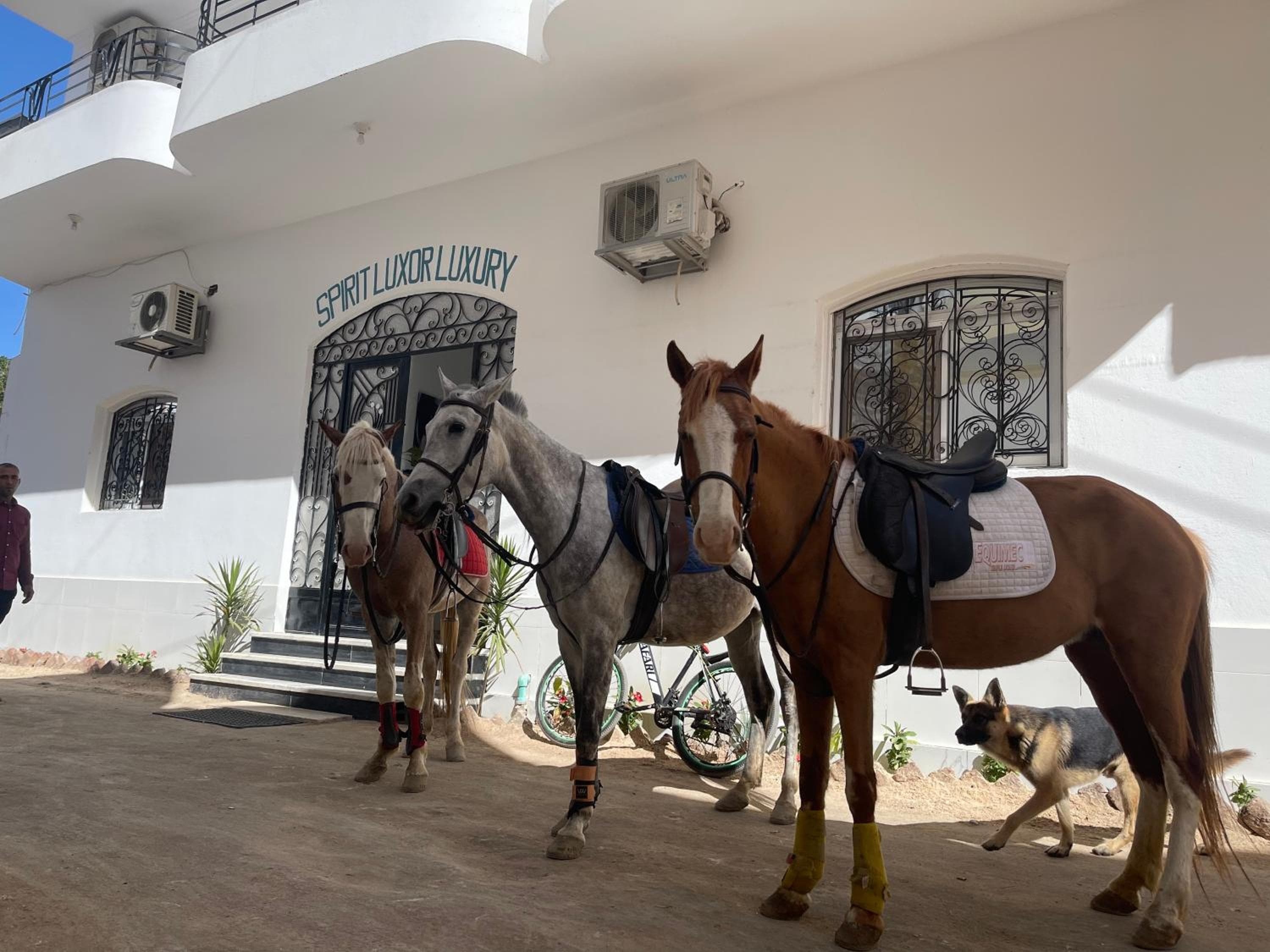 Spirit Luxor Luxury